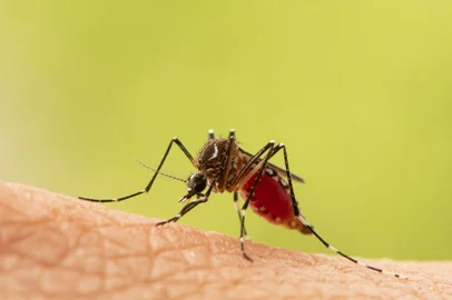 Aedes aegypti Mosquito. Foto: frank29052515 / stock.adobe.comFonte: 502120904<!-- NICAID(15167634) -->