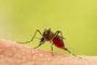 Aedes aegypti Mosquito. Foto: frank29052515 / stock.adobe.comFonte: 502120904<!-- NICAID(15167634) -->