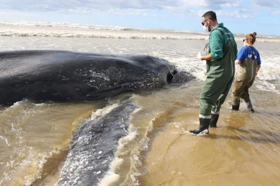 Especialistas do Ceclimar avaliam baleia-jubarte (Megaptera novaeangliae) com cercade 12 metros. O animal foi encontrado encalhado em Mostardas, no Rio Grande do Sul.<!-- NICAID(13976179) -->