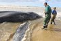 Especialistas do Ceclimar avaliam baleia-jubarte (Megaptera novaeangliae) com cercade 12 metros. O animal foi encontrado encalhado em Mostardas, no Rio Grande do Sul.<!-- NICAID(13976179) -->