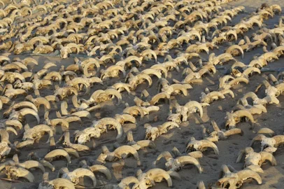 This handout picture released by the Egyptian Ministry of Antiquities on March 25, 2023, shows mummified ram heads uncovered in recent excavations at the temple of Ramses II in Abydos. - Archaeologists from the US' New York University uncovered more than 2,000 mummified ram heads dating from the Ptolemaic era, as well as other animal mummies and artifacts in the Temple of Ramses II in Abydos in southern Egypt, a discovery that points to a persevering ram cult 1000 years after Ramses II's time, according to the country's antiquities authorities. (Photo by Egyptian Ministry of Antiquities / AFP) / == RESTRICTED TO EDITORIAL USE - MANDATORY CREDIT "AFP PHOTO / HO / EGYPTIAN MINISTRY OF ANTIQUITIES- NO MARKETING NO ADVERTISING CAMPAIGNS - DISTRIBUTED AS A SERVICE TO CLIENTS ==Editoria: ACELocal: AbydosIndexador: -Secao: archaeologyFonte: Egyptian Ministry of AntiquitiesFotógrafo: Handout<!-- NICAID(15386277) -->