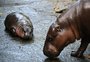 Hipopótamo-pigmeu "influencer" vira atração em zoo da Tailândia e passa a ser preocupação; entenda