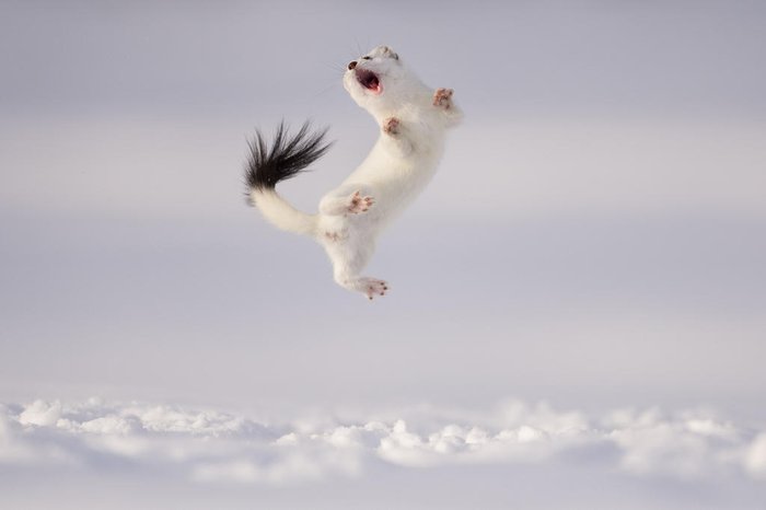 Jose Manuel Grandío / Wildlife Photographer of the Year / Divulgação
