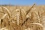 Matéria especial sobre a colheita do trigo, feita em propriedade rural em Coxilha.<!-- NICAID(15027507) -->