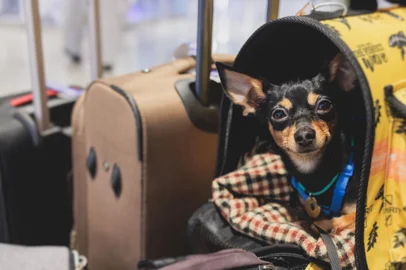 Dog in the airport hall before the flight, near luggage suitcase baggage, concept of travelling with pets, small black dog sitting in the pet carrier before the trip at the terminal station Pet em mala - Foto: tsuguliev/stock.adobe.comIndexador: NICKTSUGULIEVFonte: 567680451<!-- NICAID(15675238) -->