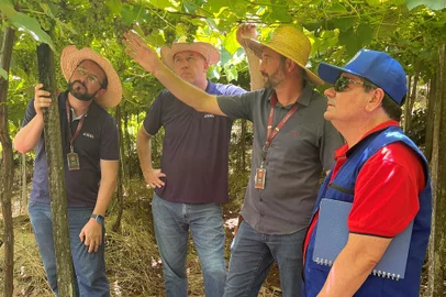 Semana dedicada às ações que garantem trabalho decente encerra com visita da OIT a cooperados da Vinícola Aurora<!-- NICAID(15627478) -->