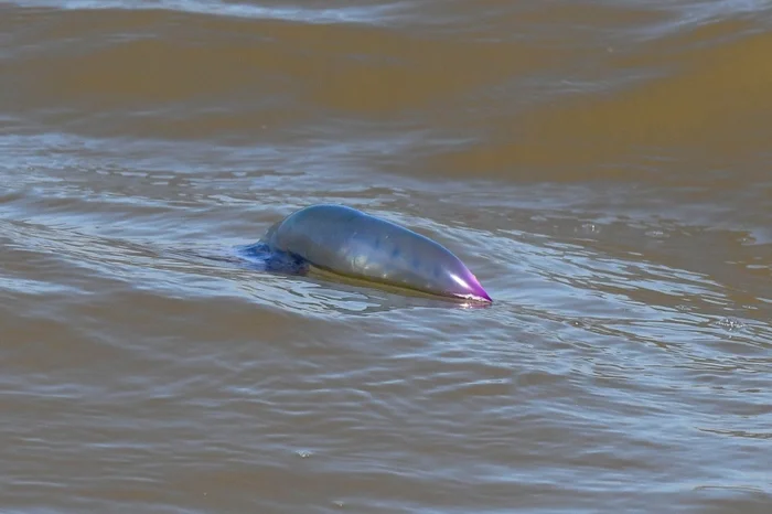 Rodrigo Genoves/Arquivo Pessoal