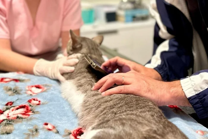 Enzo Manfron / Divulgação