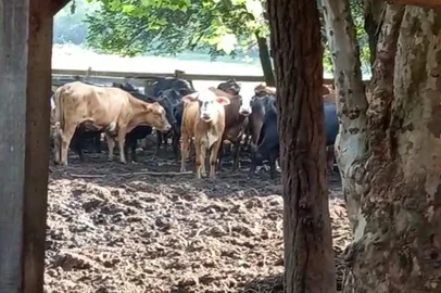 A Polícia Civil deflagrou nesta sexta-feira (5) uma operação para desarticular uma quadrilha que furtava gado em várias cidades do Rio Grande do Sul. Ao todo, 13 suspeitos foram presos e 76 animais recuperados durante o cumprimento de mandados judiciais em Gravataí, São Francisco de Paula, Caraá, Parobé e Caxias do Sul. As buscas continuam porque ainda há foragidos, já que são 35 mandados de prisão preventiva.  <!-- NICAID(14933322) -->