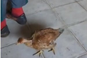 Polícia Civil / Divulgação