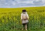 Da colmeia à lavoura, polinização assistida da canola ganha espaço no RS