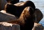 Grande número de leões-marinhos na Barra da Lagoa dos Patos chama a atenção e reacende alerta para a preservação