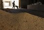 Em ano de estiagem, maior produção de soja do RS foi em município da Campanha