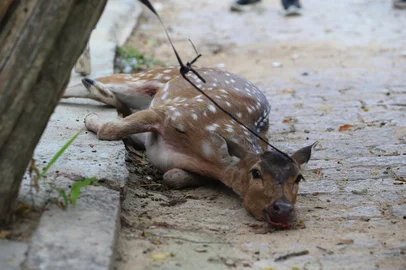 PORTO ALEGRE, RS, BRASIL, 15-04-2026: Veado é encontrado ferido no bairro Menino Deus, em Porto Alegre. Moradores da região relatam que o animal foi avistado pela primeira vez durante a madrugada desta quarta-feira. Foto: Ronaldo Bernardi/Agência RBS<!-- NICAID(16266190) -->