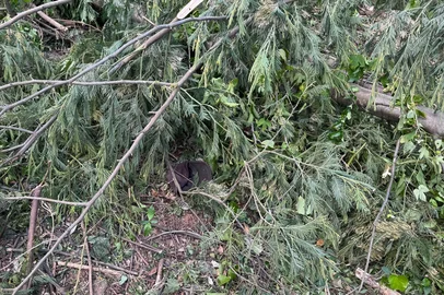 Bombeiros Voluntários de Três Coroas / Divulgação Idoso de 75 anos morre após queda de árvore em Três Coroas<!-- NICAID(16210034) -->