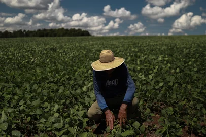 Pinhal Grande, RS, Brasil, 20-01-2025: Estiagem na região central do Rio Grande do Sul prejucida a produção de soja. Foto: Renan Mattos / Agência RBS<!-- NICAID(15958301) -->