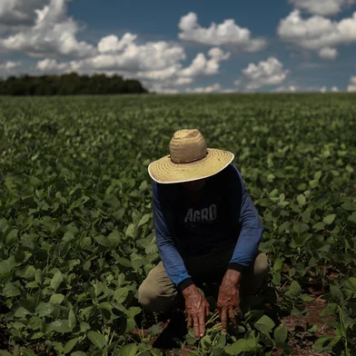 Pinhal Grande, RS, Brasil, 20-01-2025: Estiagem na região central do Rio Grande do Sul prejucida a produção de soja. Foto: Renan Mattos / Agência RBS<!-- NICAID(15958301) -->