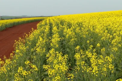 Safra de canola deve ser a maior da história e produtores da Região Noroeste celebram aposta no grão<!-- NICAID(15868634) -->