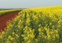 Área cultivada com canola cresce no RS e produção pode bater recorde