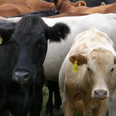 ***  RASTREABILIDADE  ***Rastreamento de gado na fazenda Três Coqueiros, em São Borja<!-- NICAID(347947) -->