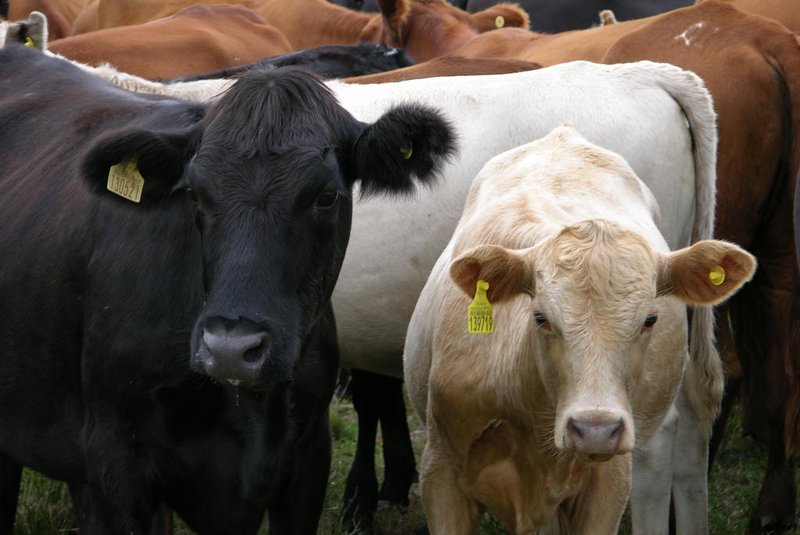 ***  RASTREABILIDADE  ***Rastreamento de gado na fazenda Três Coqueiros, em São Borja<!-- NICAID(347947) -->