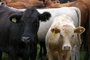 ***  RASTREABILIDADE  ***Rastreamento de gado na fazenda Três Coqueiros, em São Borja<!-- NICAID(347947) -->