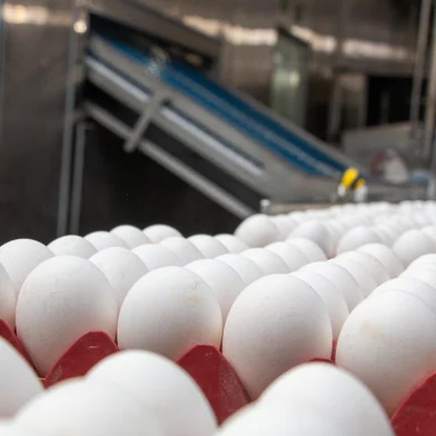 Exportações de ovos aumentam 150% no primeiro semestre de 2023<!-- NICAID(15486825) -->