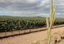O que pode tornar o Nordeste a primeira área tropical com indicação geográfica de vinho