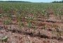 O que a chuva pode fazer neste momento pela safra gaúcha de verão