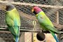 Polícia Federal notifica proprietário de 200 aves exóticas<!-- NICAID(15579087) -->
