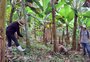 Produção de banana e juçara junto à mata nativa ajuda a mitigar emissões de carbono