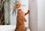 A Casa do Dragão: 10 nomes para gato inspirados nos personagens da série 