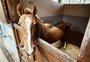 Cavalo Caramelo superou desidratação, mas ainda precisa recuperar 50 quilos