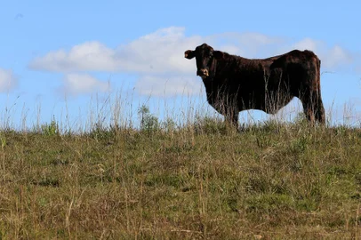 JAQUIRANA, RS, BRASIL, 13/05/2021 - Os pecuaristas dos Campos de Cima da Serra estão preocupados com o que a aparenta ser uma quadrilha especializada em abigeato. Os criminosos atacam nas madrugadas, com cavalos para recolher o gado no campo e embarcar em caminhões. Apenas na rota entre São Francisco de Paula e Jaquirana, na RS-110, foram sete pecuaristas atacados e mais de 116 animais levados. NA FOTO: pecuarista Daniel Rauber e sua propriedade. (Marcelo Casagrande/Agèncai RBS)<!-- NICAID(14782381) -->