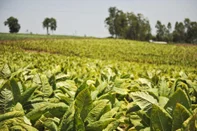 3ª abertura oficial da colheita de tabaco no RS<!-- NICAID(14358510) -->