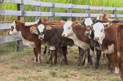 Golpistas fraudam negociações legítimas de compra e venda de gado, prejudicando produtores no RS.<!-- NICAID(16131284) -->