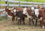 Golpes envolvendo venda de gado preocupam no RS; em um dos casos, pecuarista teve prejuízo de R$ 100 mil