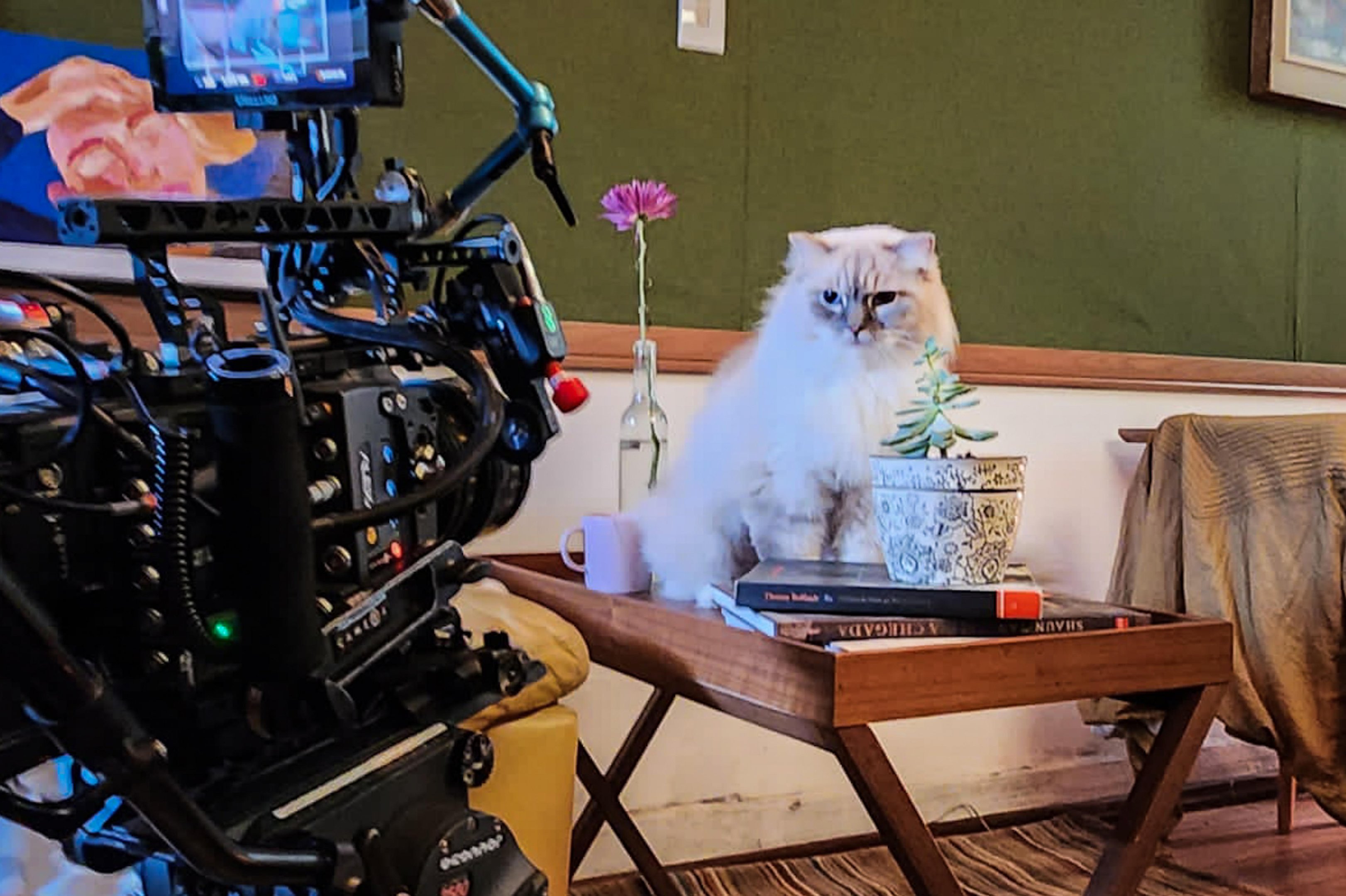 Conhe&ccedil;a Cartola, o gato que virou modelo pet e estrela em campanhas publicit&aacute;rias nacionais