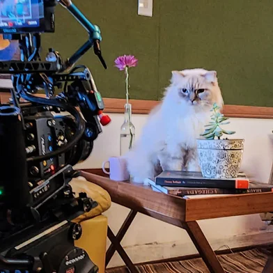 cartola<!-- NICAID(16212966) -->