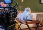 Conheça Cartola, o gato que virou modelo pet e estrela em campanhas publicitárias nacionais