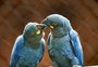 Família de arara-azul-de-lear é apresentada ao público pela primeira vez no zoológico de São Paulo