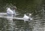 Frequentadores divergem sobre retirada de patos, gansos e marrecos do Parcão