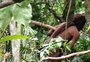 Último sobrevivente de sua tribo, indígena é encontrado morto em Rondônia