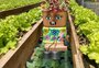 Feira Agroecológica do Museu do Hip Hop vai distribuir alimentos de graça