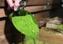 Qual a diferença entre erva-mate nativa e cultivada?