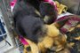 Cachorra abandonada é resgatada com tumor de 8kg em Caxias do Sul<!-- NICAID(14980065) -->
