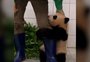 Vídeo de bebê panda agarrando cuidador viraliza nas redes sociais