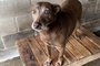 Com a intenção de facilitar e estimular a adoção de animais de ruas, membros de uma startup da Região Metropolitana tiveram a ideia de criar uma plataforma digital com um catálogo dos cães resgatados ao Canil Municipal de Gravataí. Neste mês, a iniciativa "Adote um amigo" foi disponibilizada no site do município.<!-- NICAID(15578678) -->