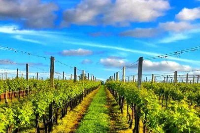 Vinícola Pedras da Quinta, Encruzilhada do Sul<!-- NICAID(16019414) -->