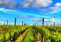 Serra do Sudeste buscará indicação geográfica para vinhos e azeite de oliva da região 